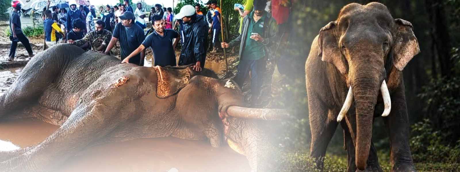 කාවන්තිස්ස ඇත් රජුනි, ඔබට සුබ ගමන්!